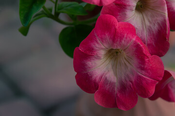 Fototapeta Piękny świeży kwiat petunii ogrodowej obraz