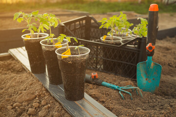 Planting potted seedlings in wooden raised beds in spring. Using a mixture of biohumus, compost and...