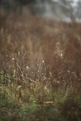 Dry grass in the meadow close-up.  Beautiful abstract closeup of golden dried meadow grass. Abstract natural background. Minimal, stylish, trend concept