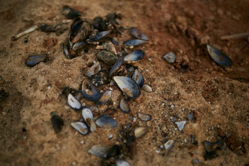 Shells and mussels lay on the sand on the seashore