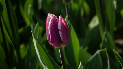 a bright tulip. spring flower. floral background for the screensaver