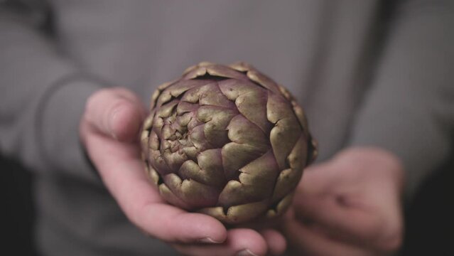 Close up shot of a man in grey pullover holding a beautiful Globe Artichokes (Cynara cardunculus var. scolymus) in hand. No face video.
