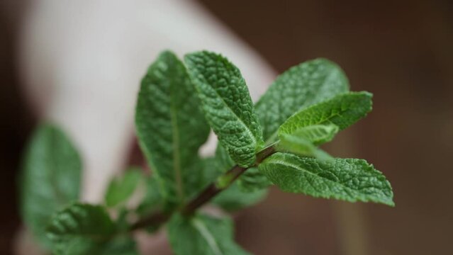 Close-up Of A Hand Plucking A Mint Leaf From A Mint Sprig.