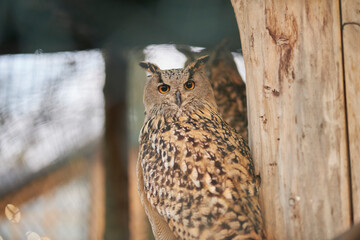 Eagle owl close up. Beautiful bird owl. The owl looks into the camera.