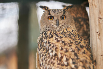 Eagle owl close up. Beautiful bird owl. The owl looks into the camera.