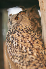 Eagle owl close up. Beautiful bird owl. The owl looks into the camera.