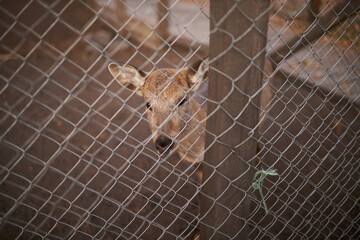 Close-up of a young deer behind a fence. Artiodactyl. Young deer portrait 