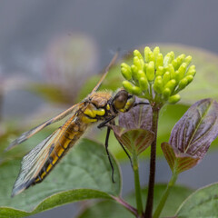 dragonfly on a yellow flower