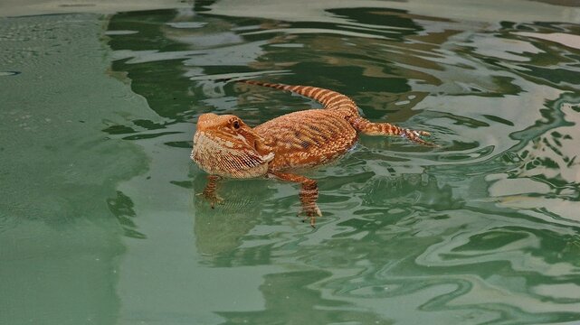 L&eacute;zard reptiles 