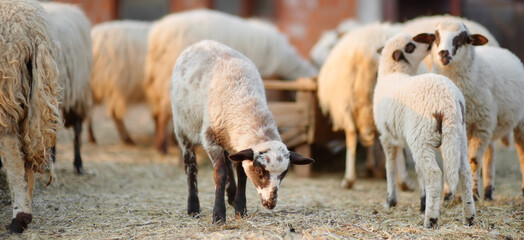 Small lambs on background of sheeps in corral on the farm. Bio organic healthy food and wool...