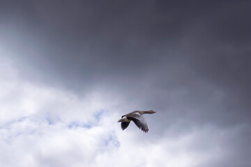 Goose in flight