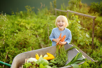 Little boy helps family to harvest of organic homegrown vegetables at backyard of farm. Child put...