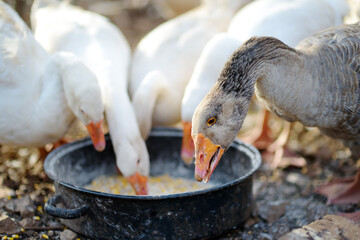 Feeding geese from bio organic food in the farm chicken coop. Floor cage free chickens is trend of modern poultry farming. Local business. © Maria Sbytova