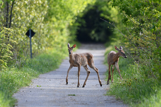 White-tailed Deer buck and doe walking along the Trans Canada Trail