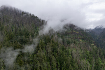 Mist drifts over the extensive forest bordering the Columbia River Gorge in Oregon. The expanse of forests thrive due to the geology, geography, and climate found in this west coast region.