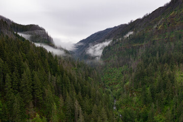 Mist drifts over the extensive forest bordering the Columbia River Gorge in Oregon. The expanse of forests thrive due to the geology, geography, and climate found in this west coast region.