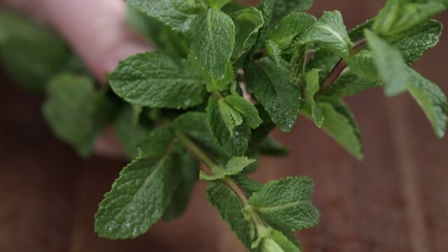 Close Up Shot Of Hands Of A Man Plucking Fresh Mint Leaves On Wooden Table.	Indoor,studio,mint,pluck,kitchen,no Face,close Up,menthol,peppermint,leaf,breath,spearmint,table,green,botanical,tea,aroma,b