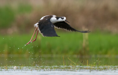 Black necked Stilt, La Pampa Province,  Patagonia, Argentina