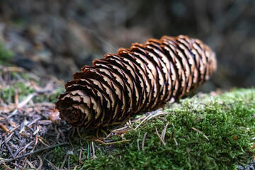 Fir cones on the ground, close-up. Forest of the Puy de Dome department, next to the extinct Puy de Dome volcano. Auvergne Volcanoes Regional Natural Park, France.