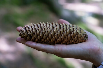 Fir cone on a woman's palm, close-up. Forest of the Puy de Dome department, next to the extinct Puy de Dome volcano. Auvergne Volcanoes Regional Natural Park, France.