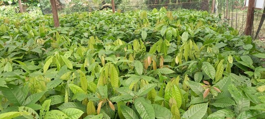 Cocoa (Theobroma cacao) tree seedlings at the nursery site. These seeds are ready to be planted
