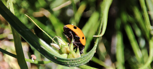 Coccinelle en chasse.