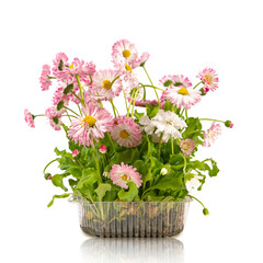 Pink daisy seedling in plastic container isolated on white background. Sapling with roots for the garden, lush flowering plant