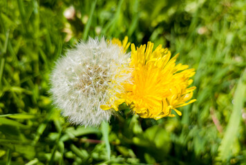 Two dandelion flowers are hugging. Summer love in nature.