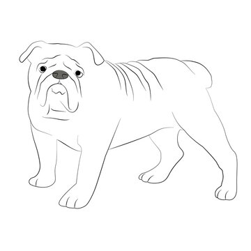 Bulldog line art black and white vector illustration. Bulldog vector graphic on transparent background, dog vector