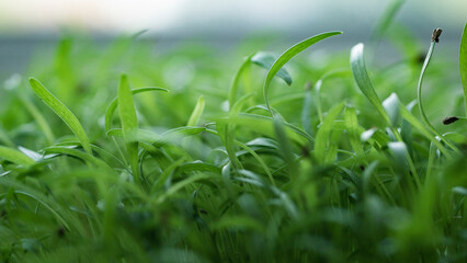 microgreens
