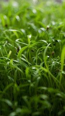 Fototapeta premium microgreens