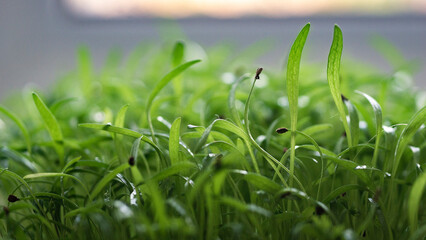 microgreens
