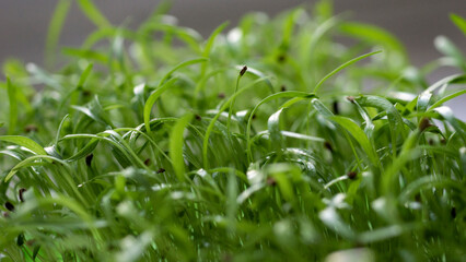 microgreens
