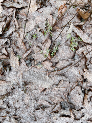 Frost falling on fallen leaves and grass 2