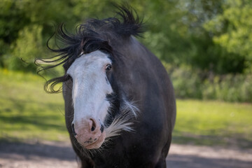 Fototapeta premium portrait of a horse