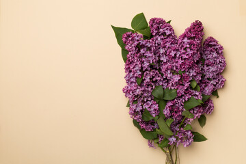 Lilac branches on color background, top view. Spring flowers concept