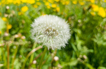 Round white fluffy dandelion. Plant close-up macro photo