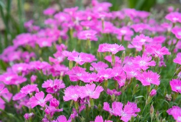 Obraz premium 咲き誇る紫の花