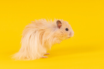 fluffy angora hamster on a yellow background