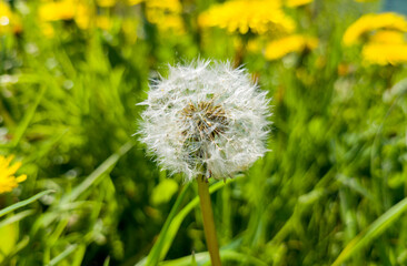 Round white fluffy dandelion. Plant close-up macro photo