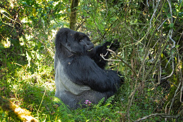 Obraz premium Mountain gorilla is eating in the forest. Strong silverback in the Mgahinga National Park. Primates in Uganda. 