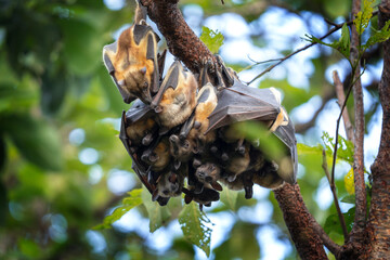 Colony of the bats in the forest. Bats are relaxing on the branch. African nature during summer. 