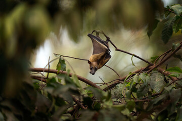 Colony of the bats in the forest. Bats are relaxing on the branch. African nature during summer. 