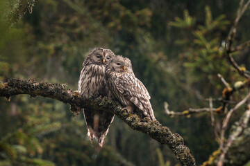 Ural owls are sitting on the branch. Rare birds hides in the forest. Animals during spring season...