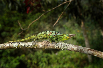 Johnston's chameleon is climbing on the branch. Three horned chameleon in the african rain forest. Secret african animal. 