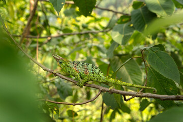 Johnston's chameleon is climbing on the branch. Three horned chameleon in the african rain forest. Secret african animal. 