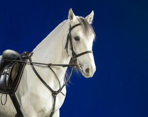 
portrait of a white horse on a blue background in the studio close-up
