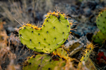 Closeup heart-shaped cactus leaf. 