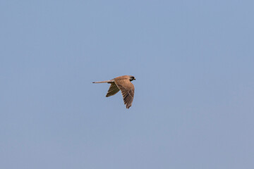 wildlife and wild animals, falcon, kestrel, bird of prey