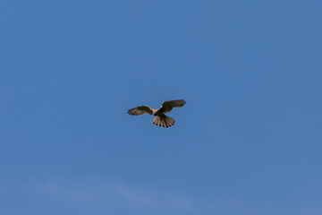 wildlife and wild animals, falcon, kestrel, bird of prey